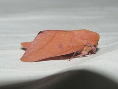 Adeloneivaia