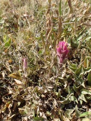 Castilleja lemmonii