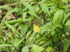 Eurema hecabe