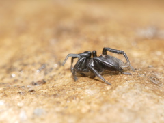 Zelotes