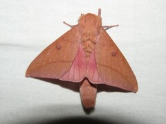 Adeloneivaia