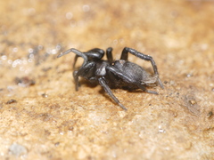 Zelotes
