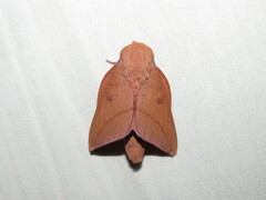 Adeloneivaia