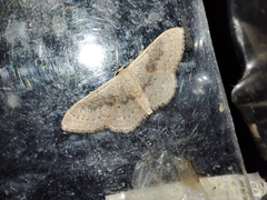 Idaea eugeniata