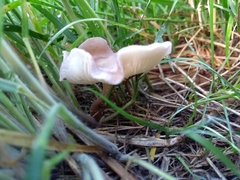 Calocybe carnea