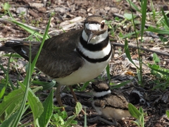 Charadrius vociferus