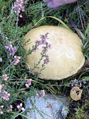 Leccinum versipelle