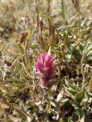 Castilleja lemmonii