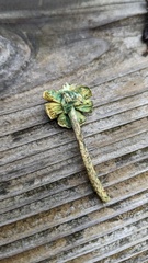 Lepiota subcitrophylla