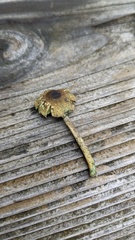 Lepiota subcitrophylla