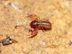 Chthoniidae