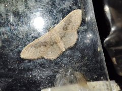 Idaea eugeniata