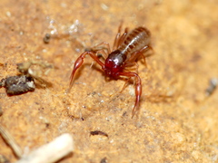 Chthoniidae