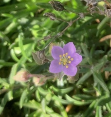 Spergularia rupicola