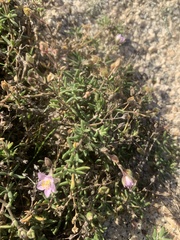 Spergularia rupicola