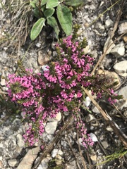 Erica placentiflora