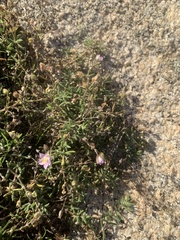 Spergularia rupicola