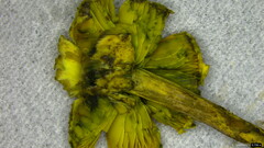 Lepiota subcitrophylla