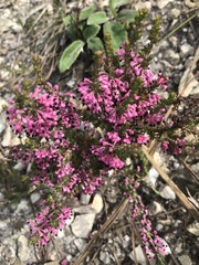 Erica placentiflora