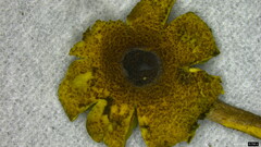 Lepiota subcitrophylla