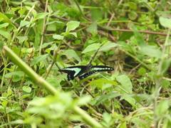 Papilio