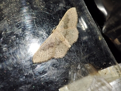 Idaea eugeniata
