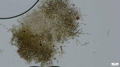 Lepiota subcitrophylla
