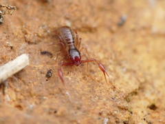 Chthoniidae