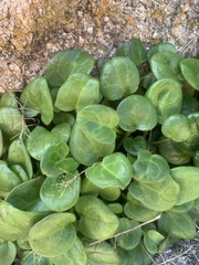Cochlearia officinalis