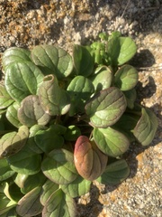 Cochlearia officinalis