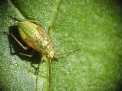 Lygus rugulipennis