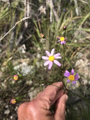 Senecio umbellatus