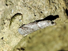 Acrobasis bithynella