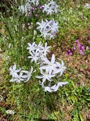 Leucocoryne ixioides