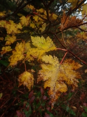 Acer tschonoskii