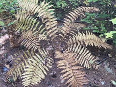 Osmunda claytoniana