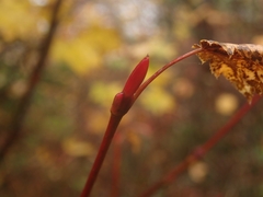 Acer tschonoskii