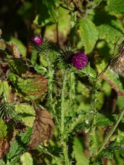Carduus crispus
