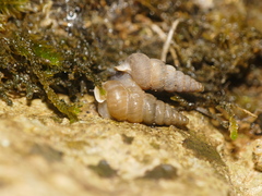 Cochlostoma