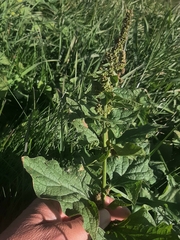 Blitum bonus-henricus