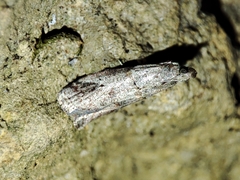 Acrobasis bithynella