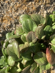 Cochlearia officinalis