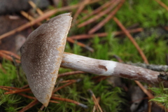 Cortinarius hemitrichus