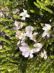 Lachnaea