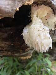 Hericium erinaceus