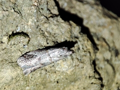 Acrobasis bithynella