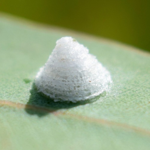 Red Gum Lerp Psyllid