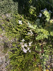 Lachnaea
