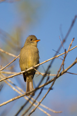 Contopus pertinax