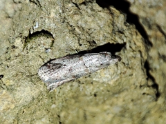Acrobasis bithynella